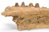 Cretaceous Crocodile Jaw with Composite Teeth - Morocco #61487-4